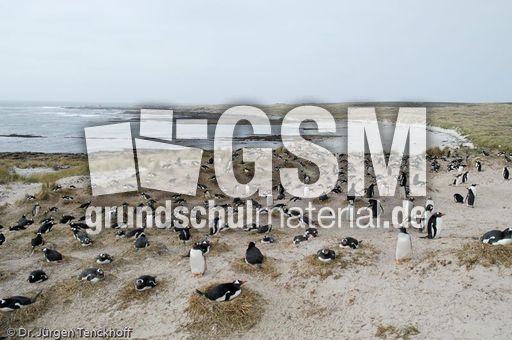 Eselspinguin (34 von 97).jpg